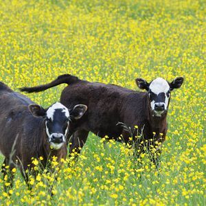 Meet your Posher, Bonnie